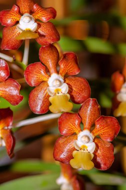 Renkli Egzotik Orkide. Vanda Brunnea 'ya yakın plan, Parlak Açık Kahverengi Vanda, bulanık arkaplan.