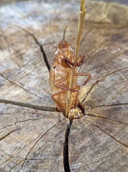 Kuru Saman Sapına Yapışan Soldaki Ağustos Böceğinin Yakın Çekimi — Stok fotoğraf