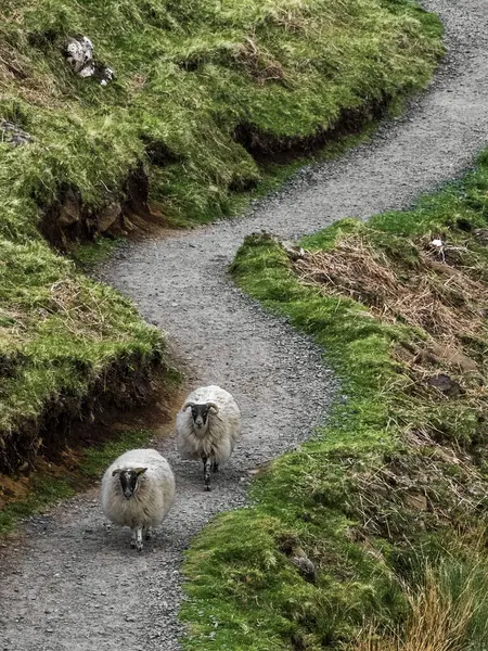 stock image A flock of sheep returns from everyday grazing in a prairie.