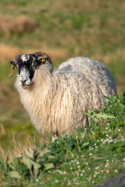 Blackface hill-breed sheep warm up their body in the early morning sun. clipart