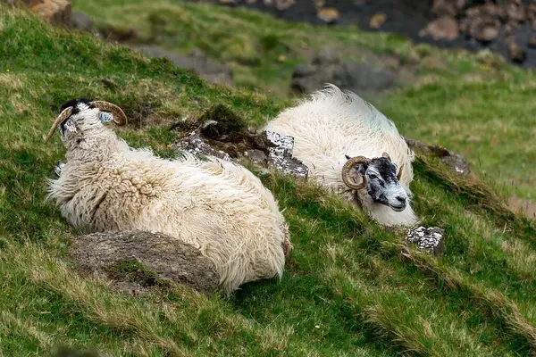 stock image Two blackface hill-breed sheep lay resting on a hill slope.