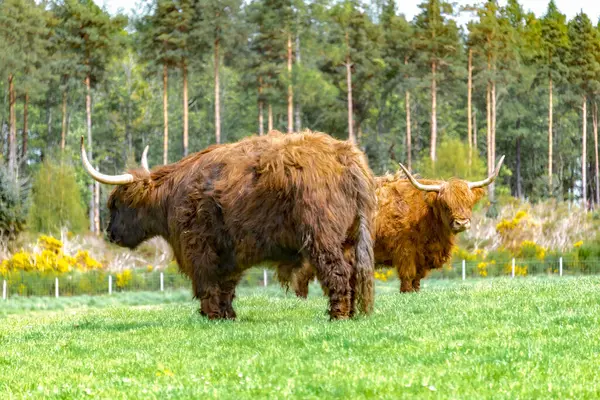 stock image Two big yaks with long horns stand idle in the grassland.