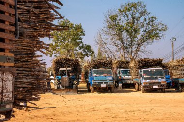 Bir grup kamyon ve bir traktör kumlu bir yere park edilmiş, hepsi de büyük miktarda şeker kamışı yüklü. Araçlar açık mavi gökyüzünün altında sıraya dizildi..