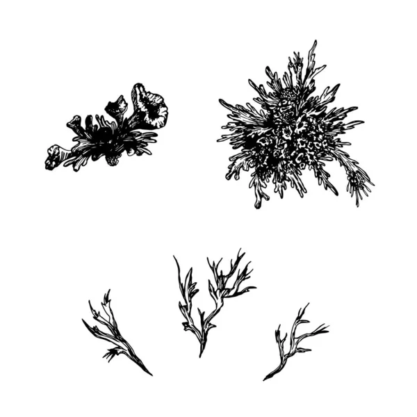 종류의 이끼를 고립됐어 흑백의 장식용 식물들 컬렉션의 식물학적 손으로 — 스톡 벡터