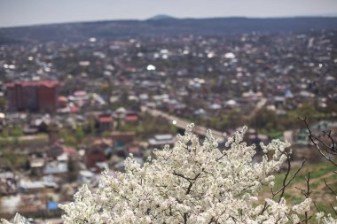 Şehirde çiçek açan bahar ağaçları. Çiçek açan bahar, polen, alerjiler..