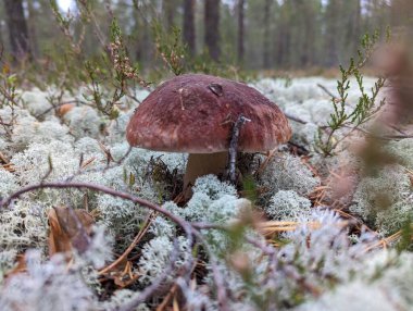 Ormanda toplanan beyaz mantarlar. Yüksek kalite fotoğraf