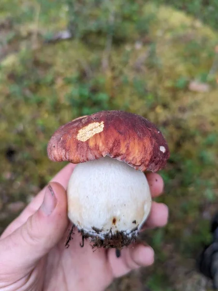 White Mushrooms Forest Harvesting High Quality Photo — Stock Photo, Image