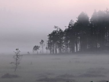 Sis ve bulutlarla kaplı karanlık bir orman. Yüksek kalite fotoğraf