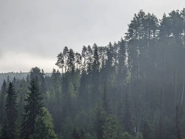 霧と雲のある暗い森 高品質の写真 — ストック写真
