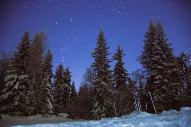 Gece Ormanı ve Yıldızlı Gökyüzü