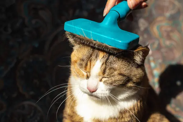 Cat Gnaws Furminator Overflow Dengan Wol Stok Gambar Bebas Royalti