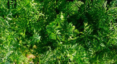 Yeşil arkaplan, havuç yapraklarının dokusu