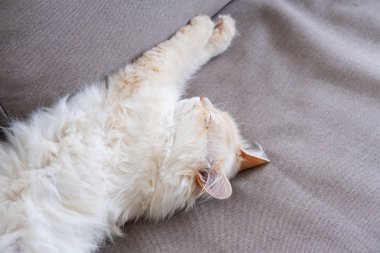 Uyuyan zencefil tomcat - mükemmel rüya