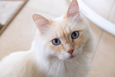 Mavi gözlü bir kedinin güzel ağızlığı