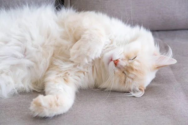Tidur Ginger Tomcat Mimpi Yang Sempurna — Stok Foto