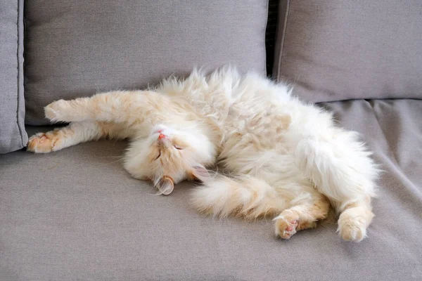 眠っている生姜 Tomcat 完璧な夢 — ストック写真