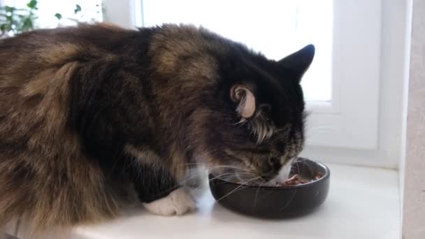 Duży Kot Złamanym Uchem Zjada Jedzenie Miski — Wideo stockowe