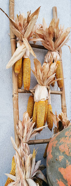 Pumpkin Corn Cobs Autumn Park Autumn Still Life — Stock Photo, Image