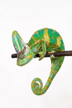Cute funny chameleon - Chamaeleo calyptratus on a branch clipart