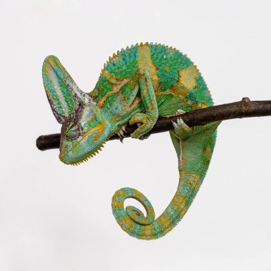 Cute funny chameleon - Chamaeleo calyptratus on a branch clipart