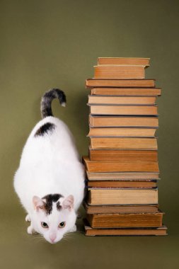 Yanında beyaz bir kedi olan zeytin yeşili arka planda eski kitaplardan oluşan uzun bir kule. Kedi atlamaya ya da avlanmaya hazırlanıyor..