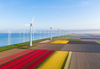 Hollanda, Flevoland 'daki Noordoostpolder belediyesinde lale ve rüzgar türbinlerinin hava manzarası