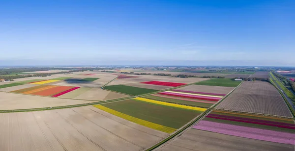Luchtfoto Van Gestreept Kleurrijk Tulpenveld Gemeente Noordoostpolder Flevoland Nederland — Stockfoto