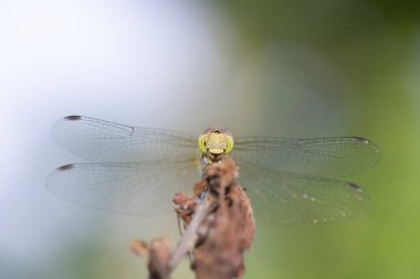 Bir yusufçuk bahçede bir ağaçta poz veriyor.