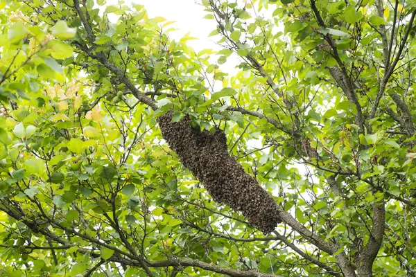 Rój Pszczół Wisiał Drzewie Morelowym Ogrodzie — Zdjęcie stockowe