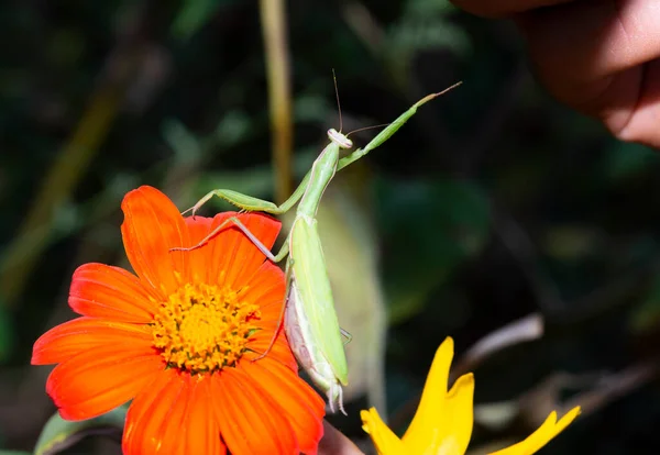 Mantis Posando Jardín Con Flores Hierba Imagen De Stock
