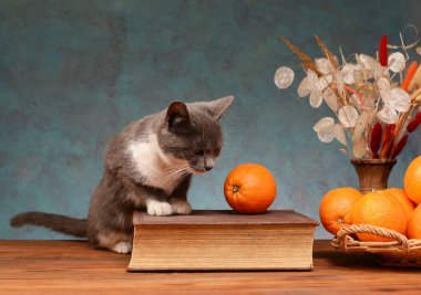 Kedi masada poz veriyor ve meyveyle oynuyor.