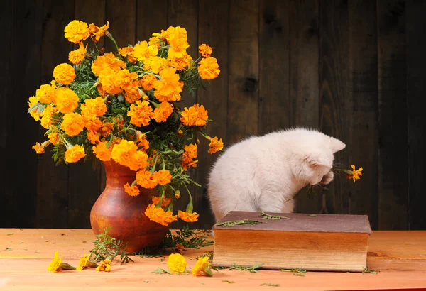 白い猫は花と遊び 木のテーブルで本を書きました ストック写真