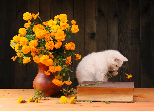 Λευκή Γάτα Που Παίζει Λουλούδια Και Βιβλίο Ξύλινο Τραπέζι Royalty Free Φωτογραφίες Αρχείου