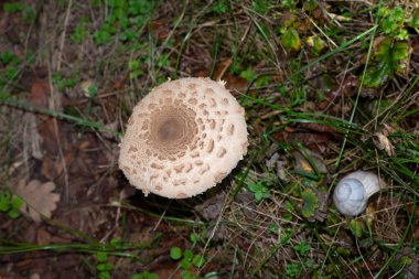 Parasol mantarı, bahçemde yenilebilir bir mantar belirdi.