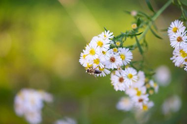 Symphyotrichum lanceolatum, sonbahar çiçekleri ve polen toplayan bir arı.
