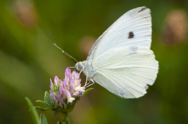 Yonca çiçeğinin üzerindeki Vhite kelebeği bahçede nektar toplar.
