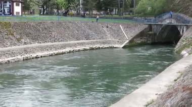 Kedi, taşlarla süslenmiş nehrin kenarında oynuyor.