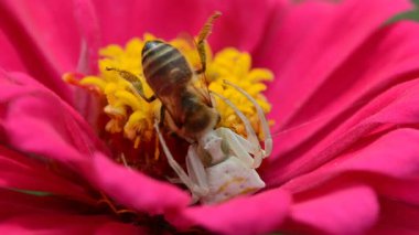 Beyaz bir örümcek, çiçeklerdeki polenleri toplayan bir arıyı yakaladı.