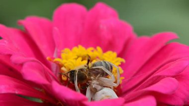 Beyaz bir örümcek, çiçeklerdeki polenleri toplayan bir arıyı yakaladı.