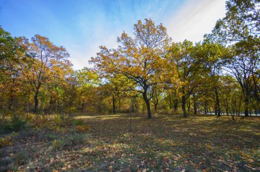 Trees in the park with autumn leaves and grass