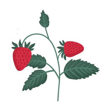 Yeşil yapraklı bir çilek bitkisi çizimi. Vektör illüstrasyonu