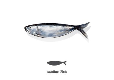 sardalya balığı suluboya eskiz çizimi. vektör illüstrasyonu