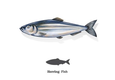 Ringa balığı suluboya çizim çizimi. vektör illüstrasyonu