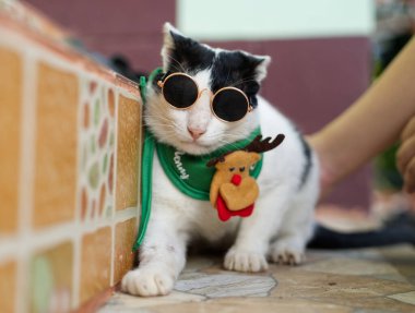 Noel kedisi kırmızı Noel Baba şapkası içinde şirin.