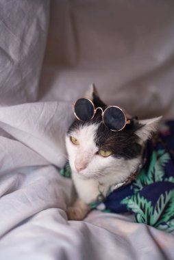 Kedi Songkran Festivali için çiçek gömleği giyiyor.