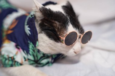 Kedi Songkran Festivali için çiçek gömleği giyiyor.