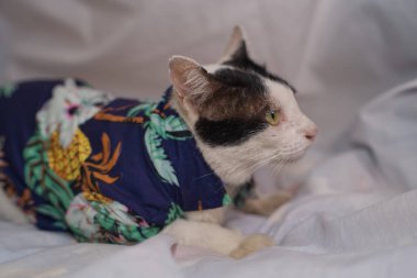 Kedi Songkran Festivali için çiçek gömleği giyiyor.