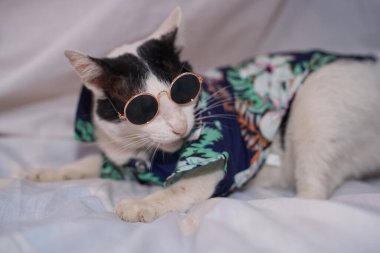 Kedi Songkran Festivali için çiçek gömleği giyiyor.