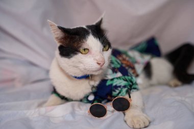 Kedi Songkran Festivali için çiçek gömleği giyiyor.