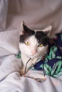 Kedi Songkran Festivali için çiçek gömleği giyiyor.